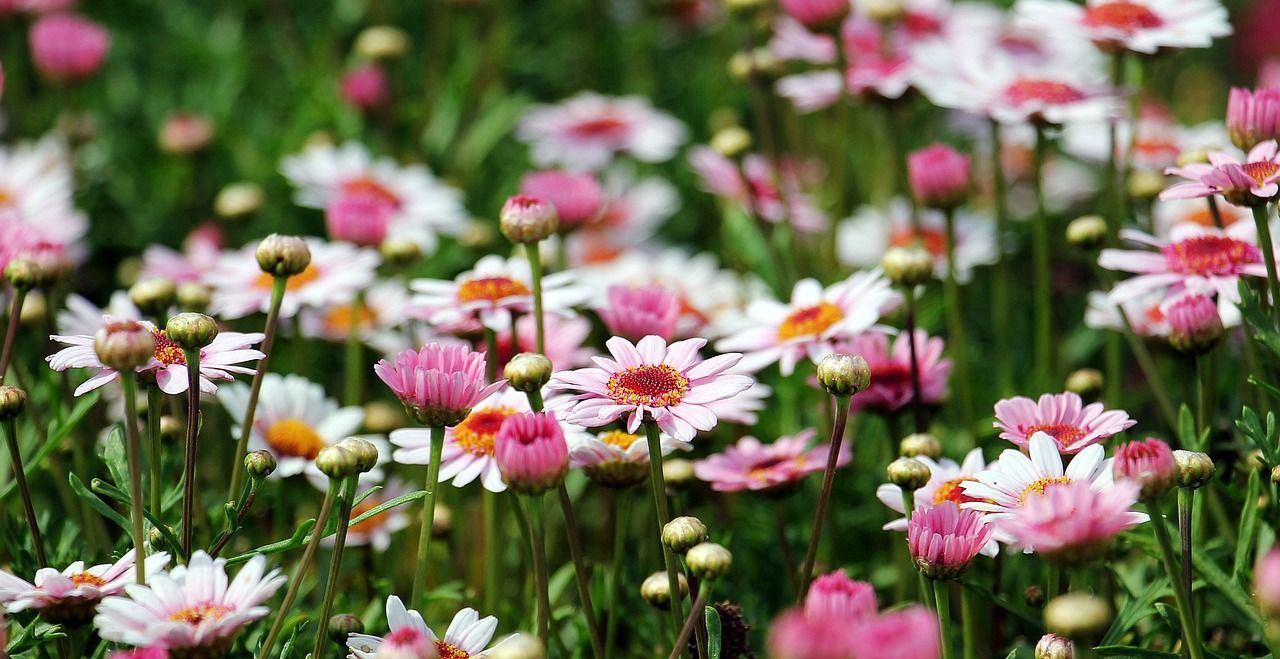 Colorful spring flowers represent the perfect season to 'Sell My House in Rocklin, CA'.
