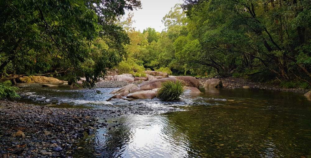 A River Flowing Through A Lush Green Forest Surrounded By Trees — Caba's Drapery In Bellingen, NSW