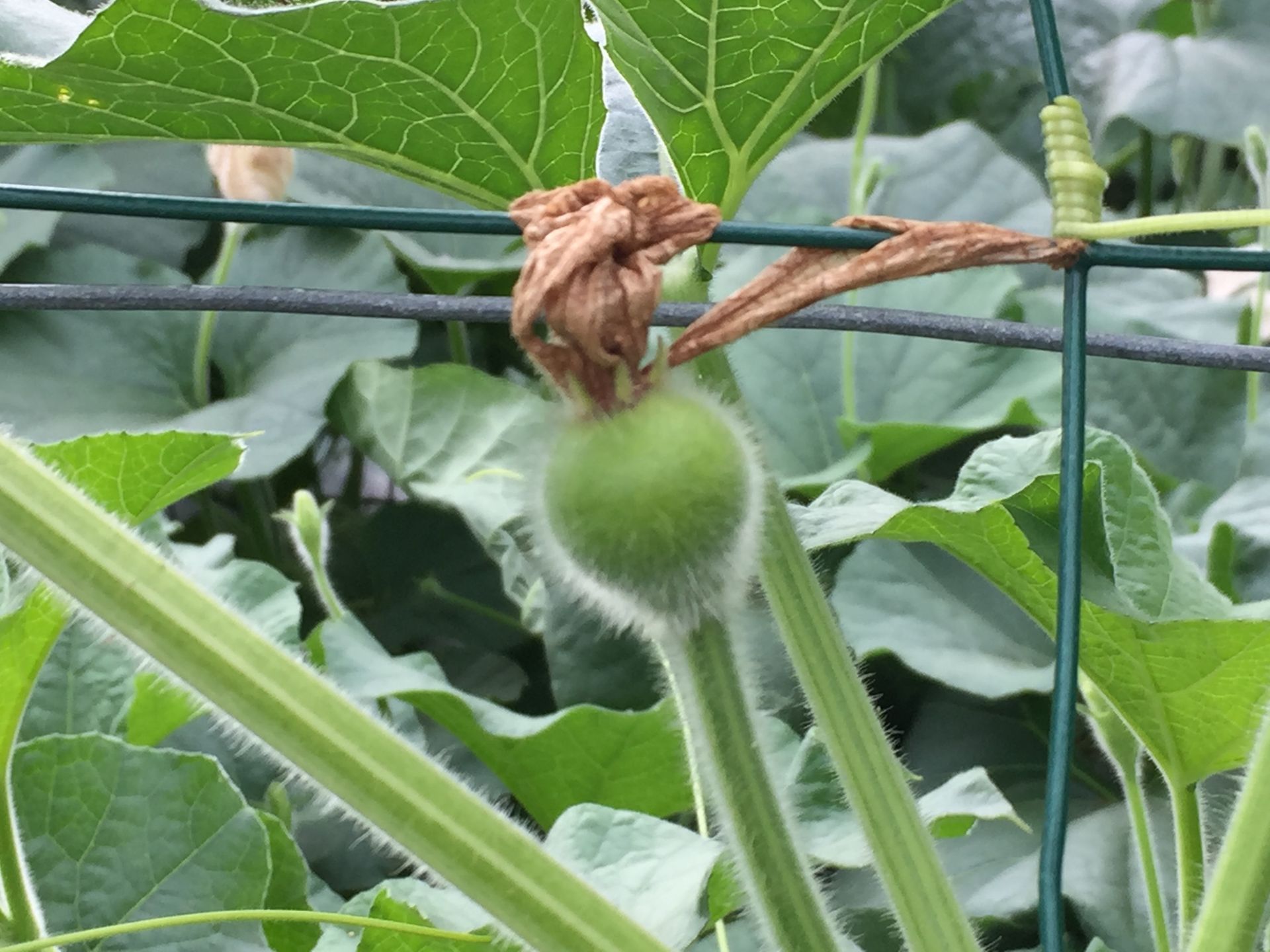 Naissance du fruit