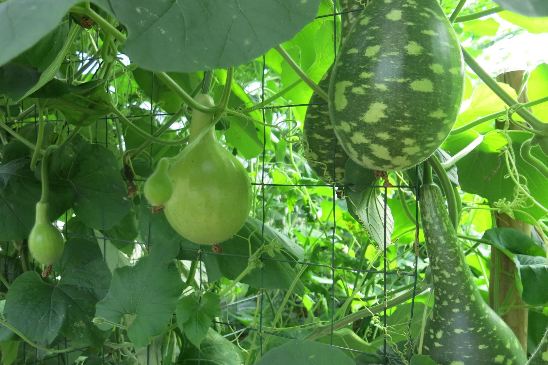 courge lagenaria