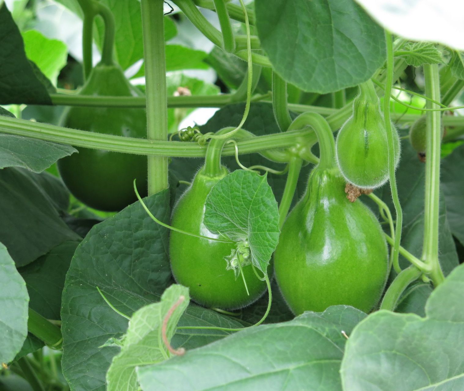 Courge lagenaria