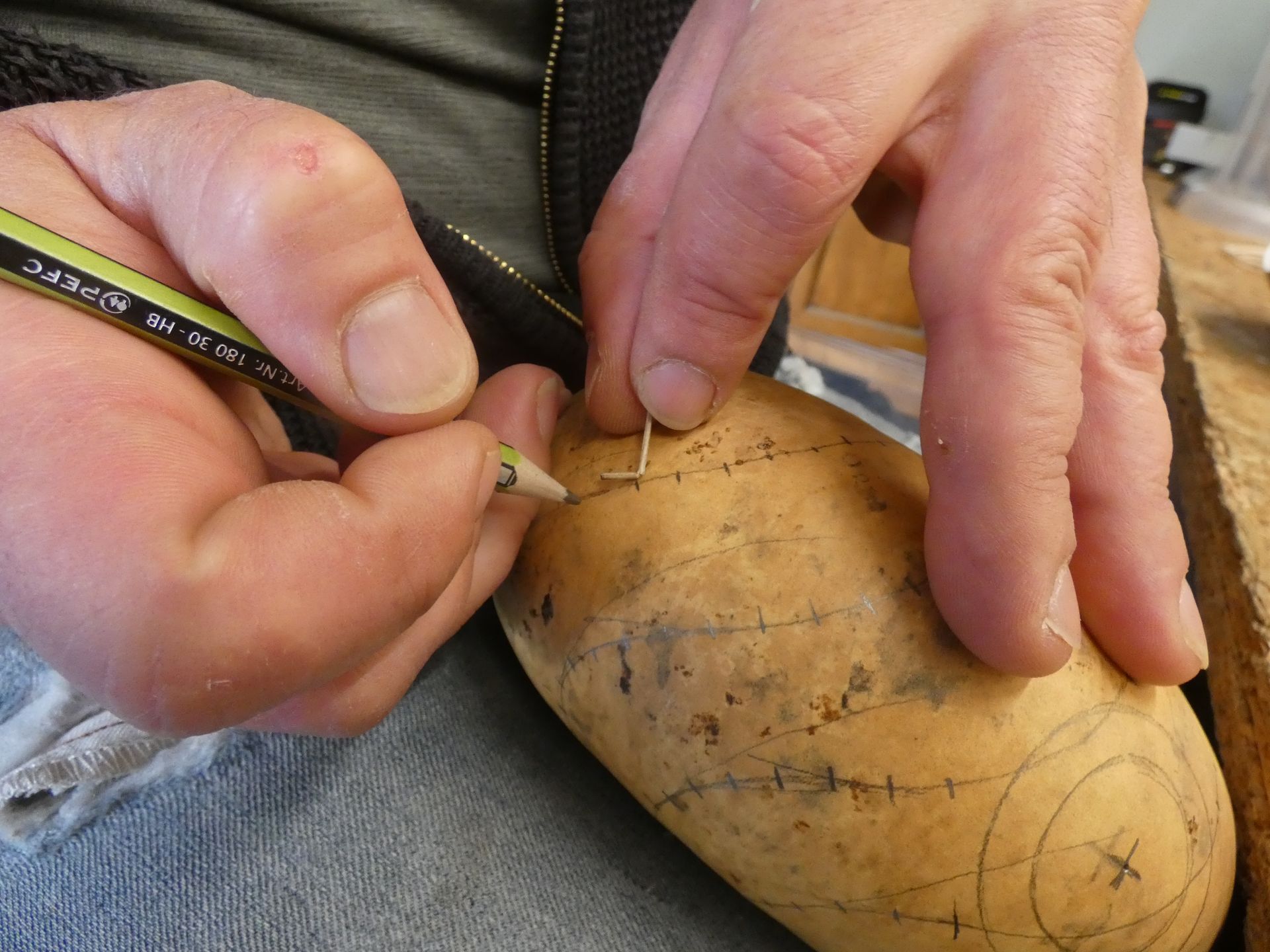 Dessiner la courge