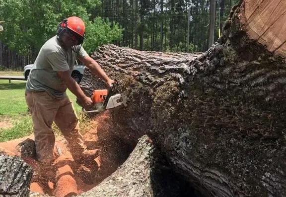 About El Costeño Tree Service About El Costeño Tree Service