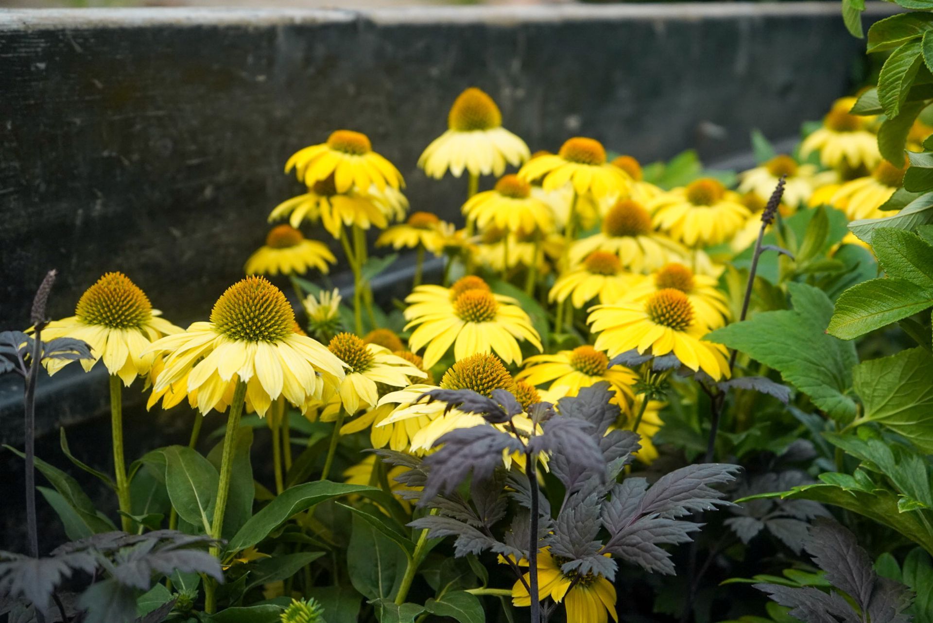Yellow coneflowers with brown centers bloom in a garden, contrasting with dark purple and green foliage.
