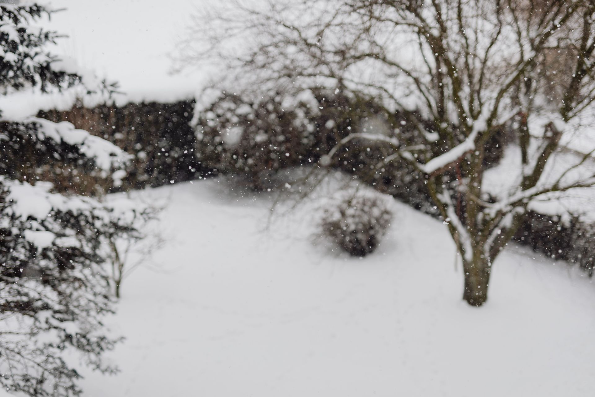 Snow-covered yard with trees and shrubs during an Ontario winter