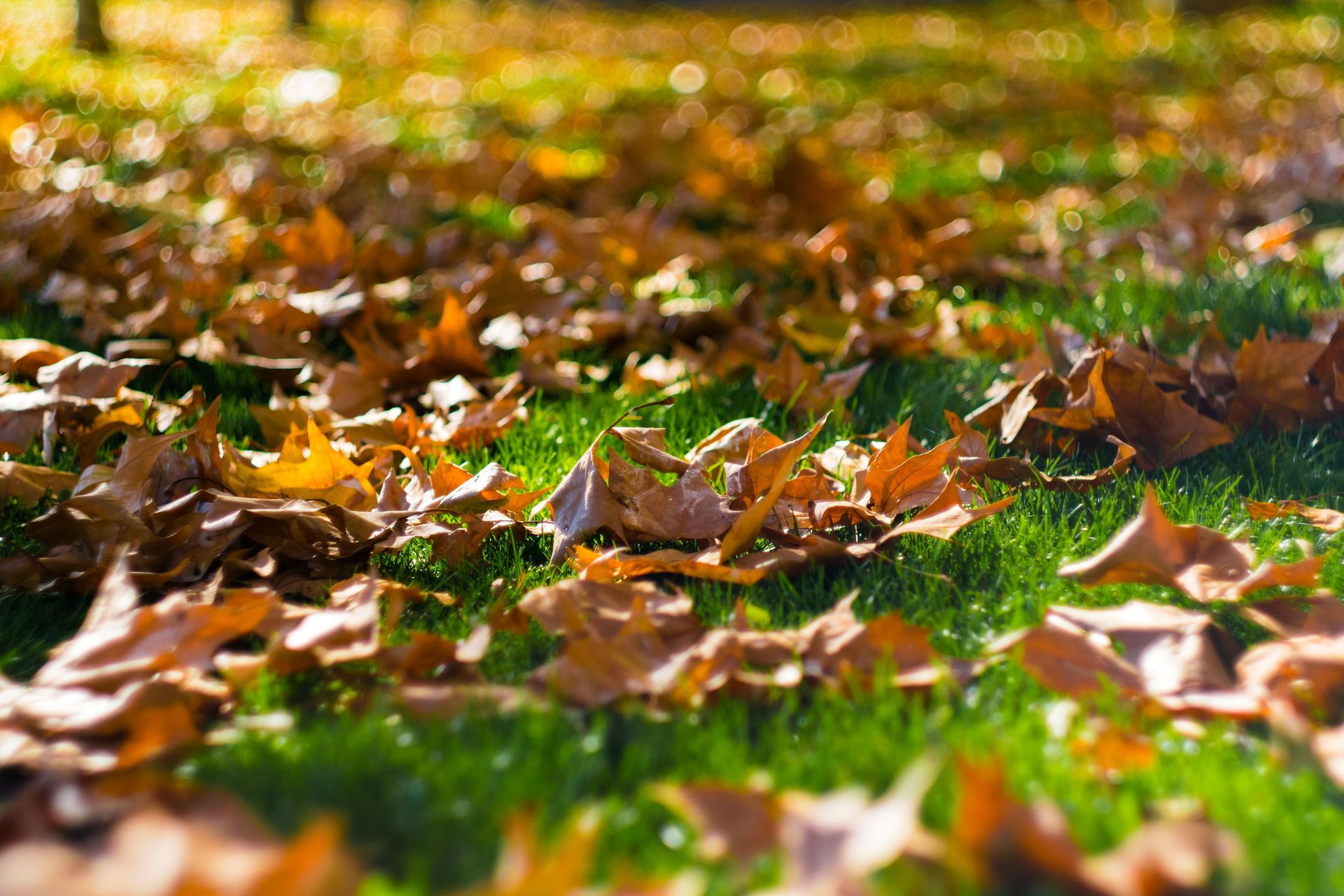 Fallen autumn leaves scattered across a green lawn