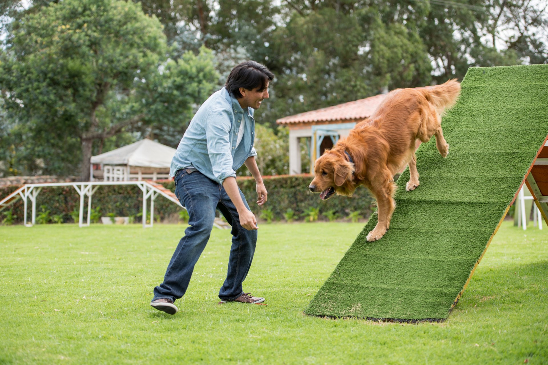 Dog Training Services Denver, CO No2Alike Dog Training