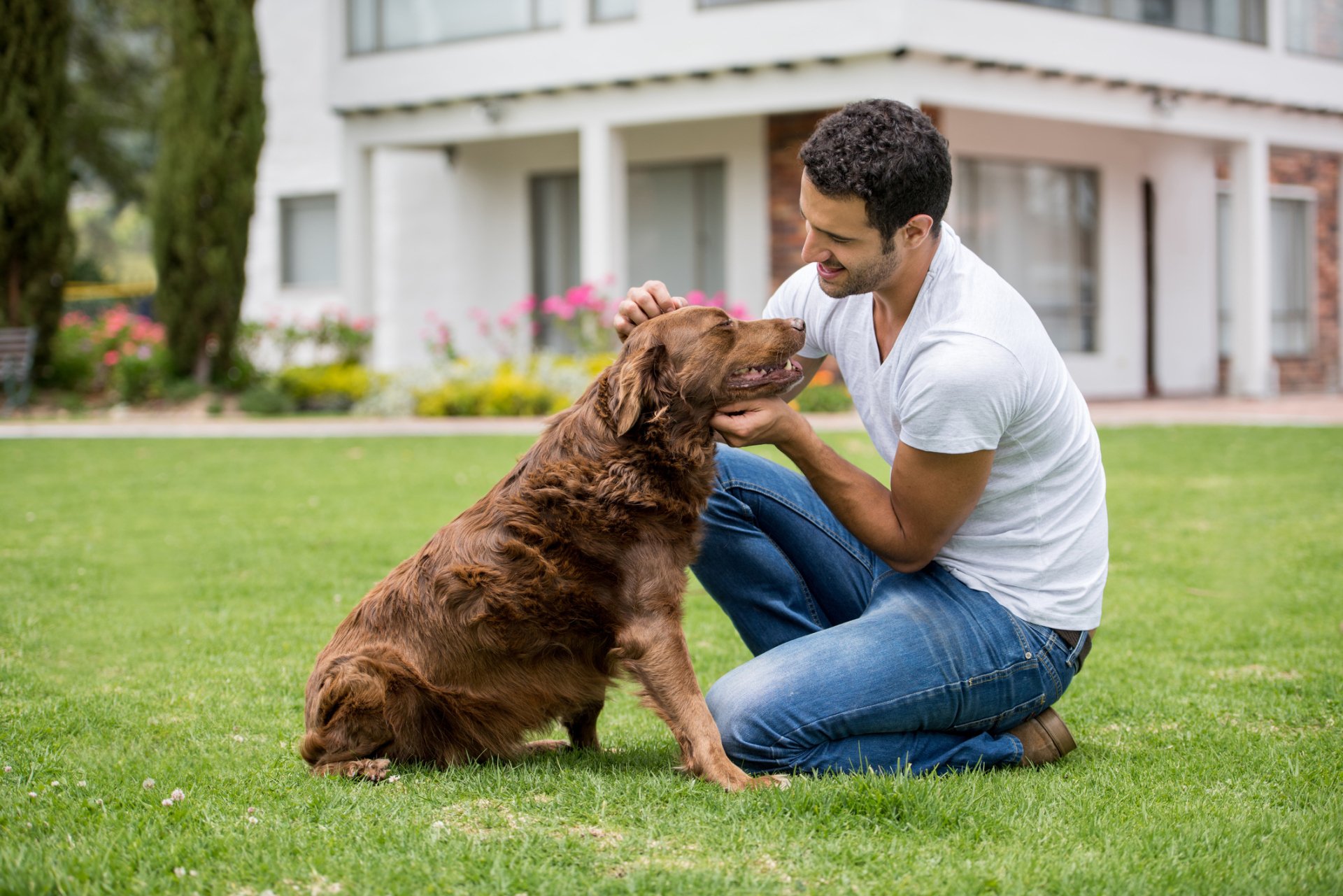Dog Training Services Denver, CO No2Alike Dog Training