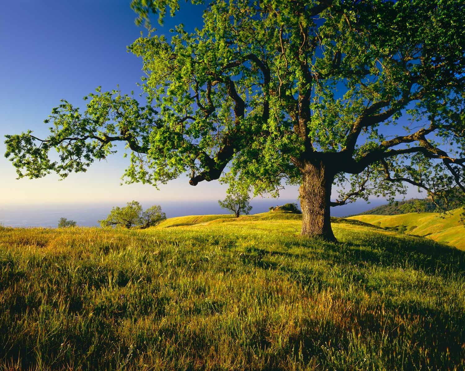 A Tree in a Grassy Field — Laguna Hills, CA — Dr. Debra A Hill, MD Green tree on grassy hill, blue sky, hazy horizon.