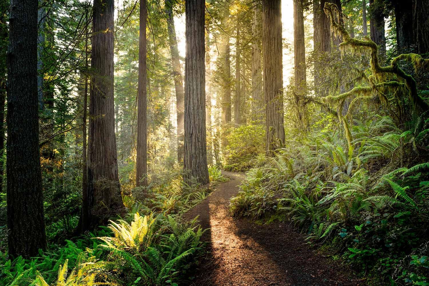 Sun is Shining Through the Trees — Laguna Hills, CA — Dr. Debra A Hill, MD Sunlight streams through trees onto a forest path lined with ferns.
