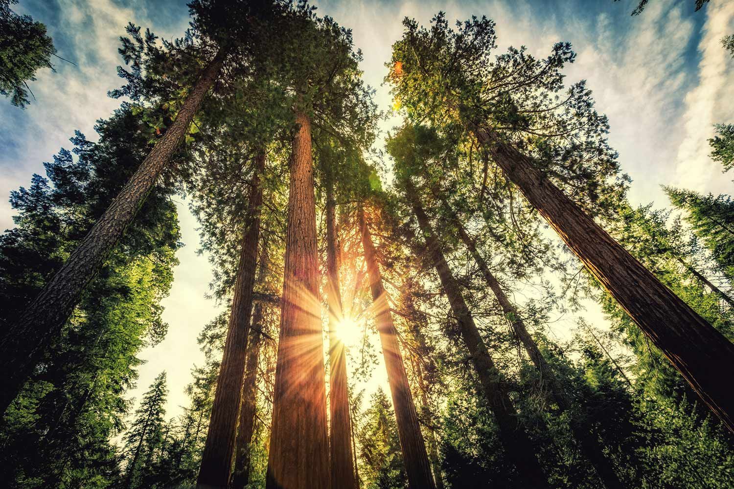Tall Trees in Forest — Laguna Hills, CA — Dr. Debra A Hill, MD Sunlight streams through tall trees in a forest.
