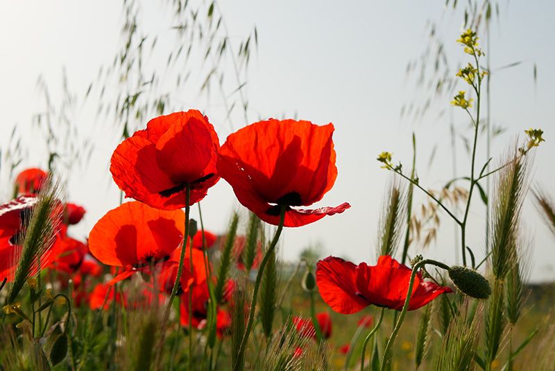 Contact Us | Peebles Fayette County Funeral Homes and Cremation Center