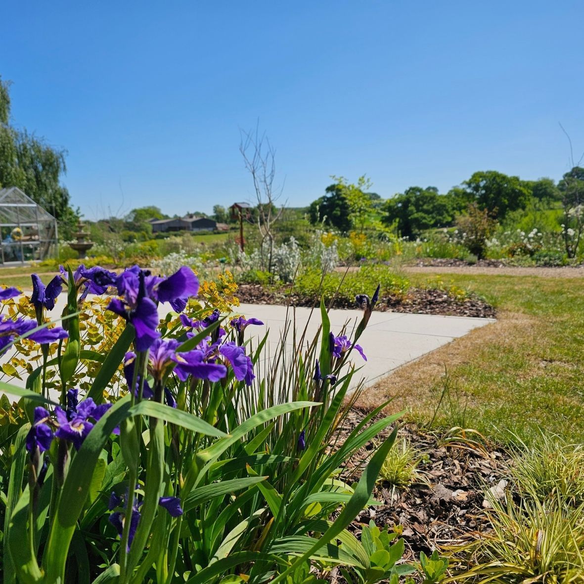 Purple flowers blooming beside a sunlit garden path with green shrubs and trees under a clear blue sky
