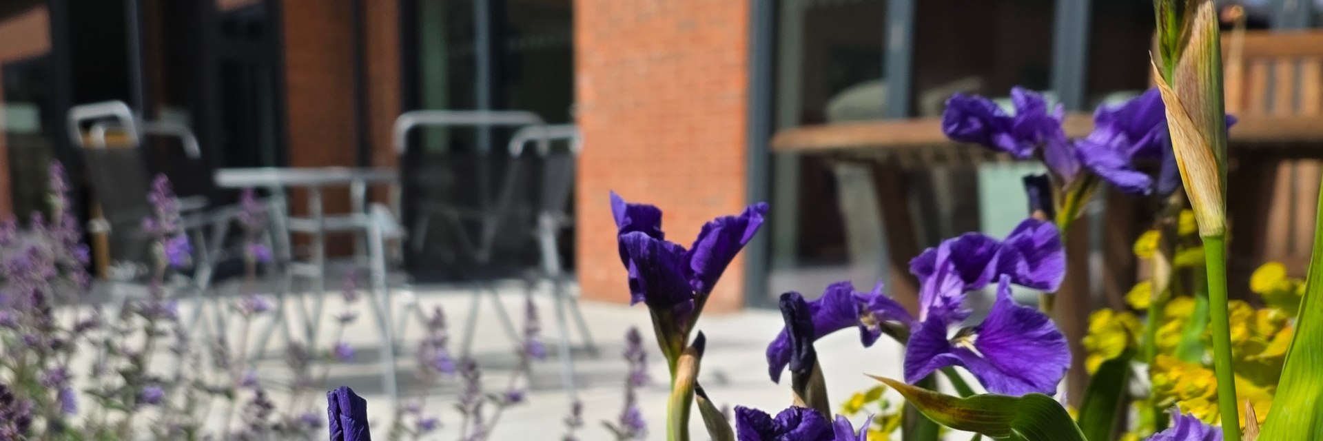 Purple flowers in focus in a sunny outdoor patio with blurred chairs and tables in the background