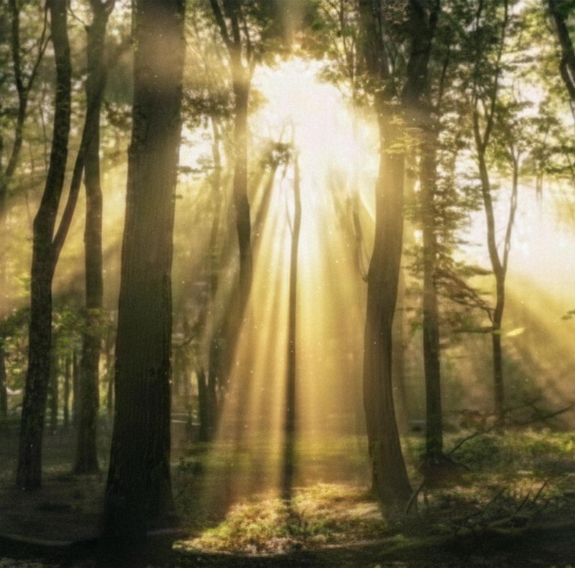 Sunbeams streaming through a misty forest of tall trees at dawn