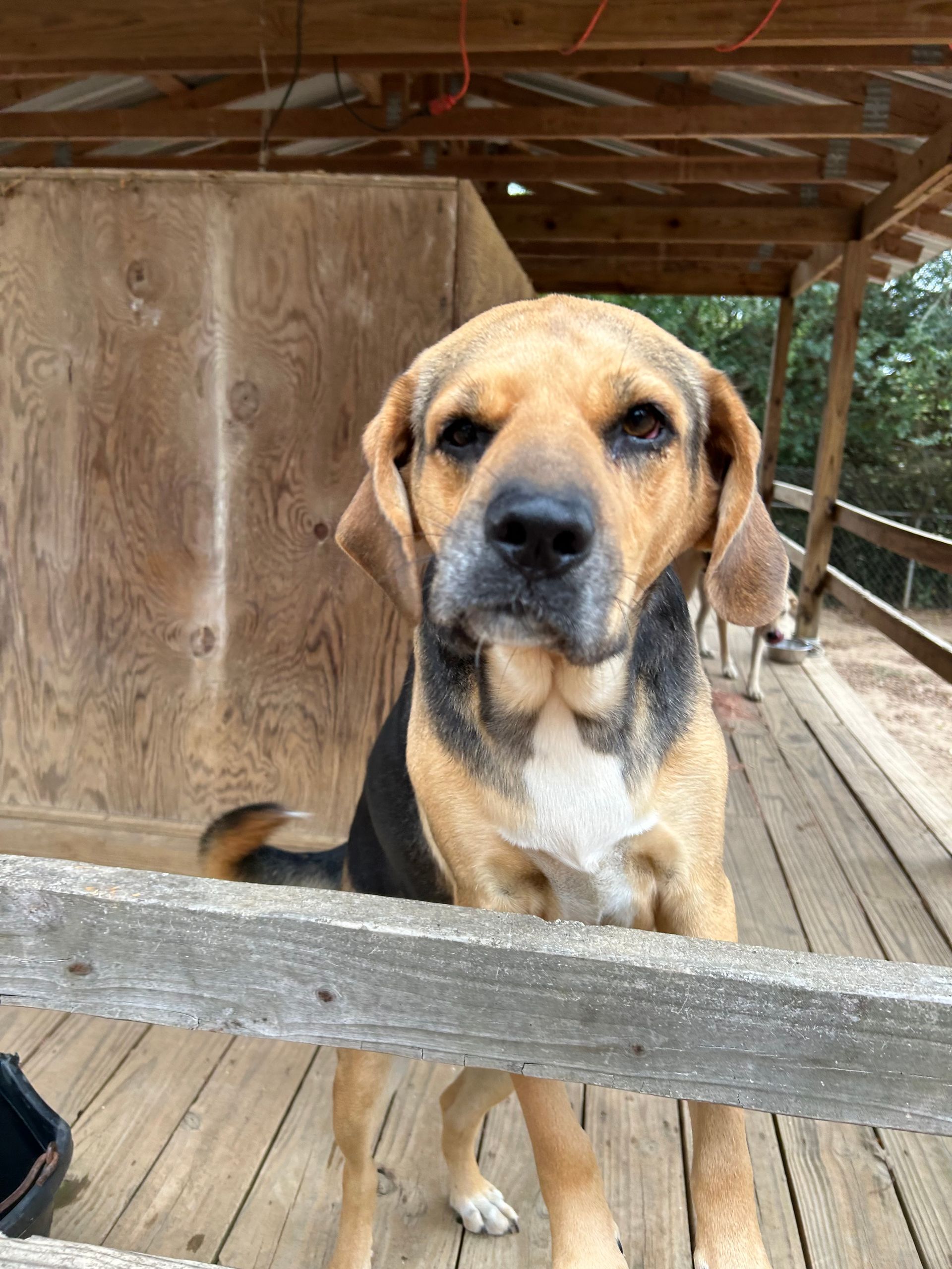 Animal Gallery | Cedarhill Animal Sanctuary