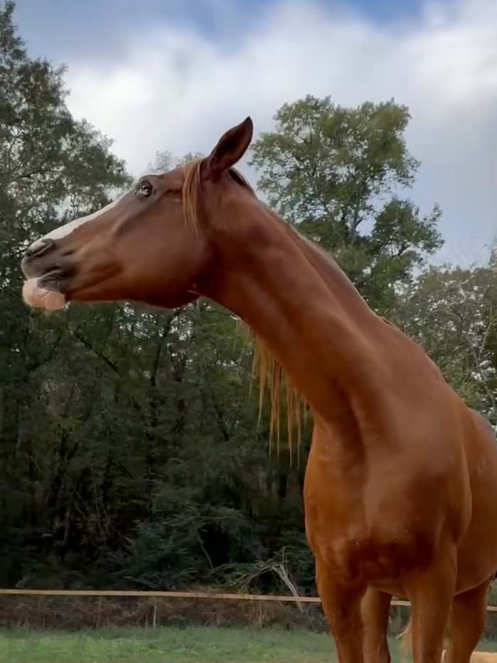 Animal Gallery | Cedarhill Animal Sanctuary