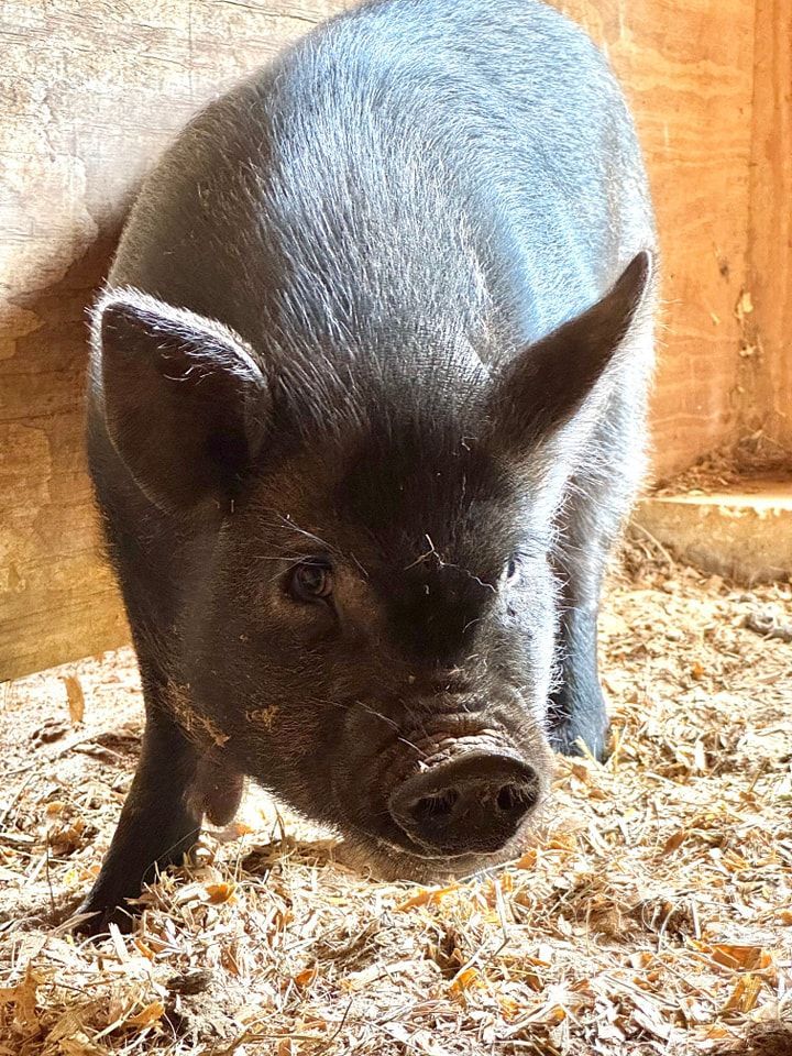 I big pig