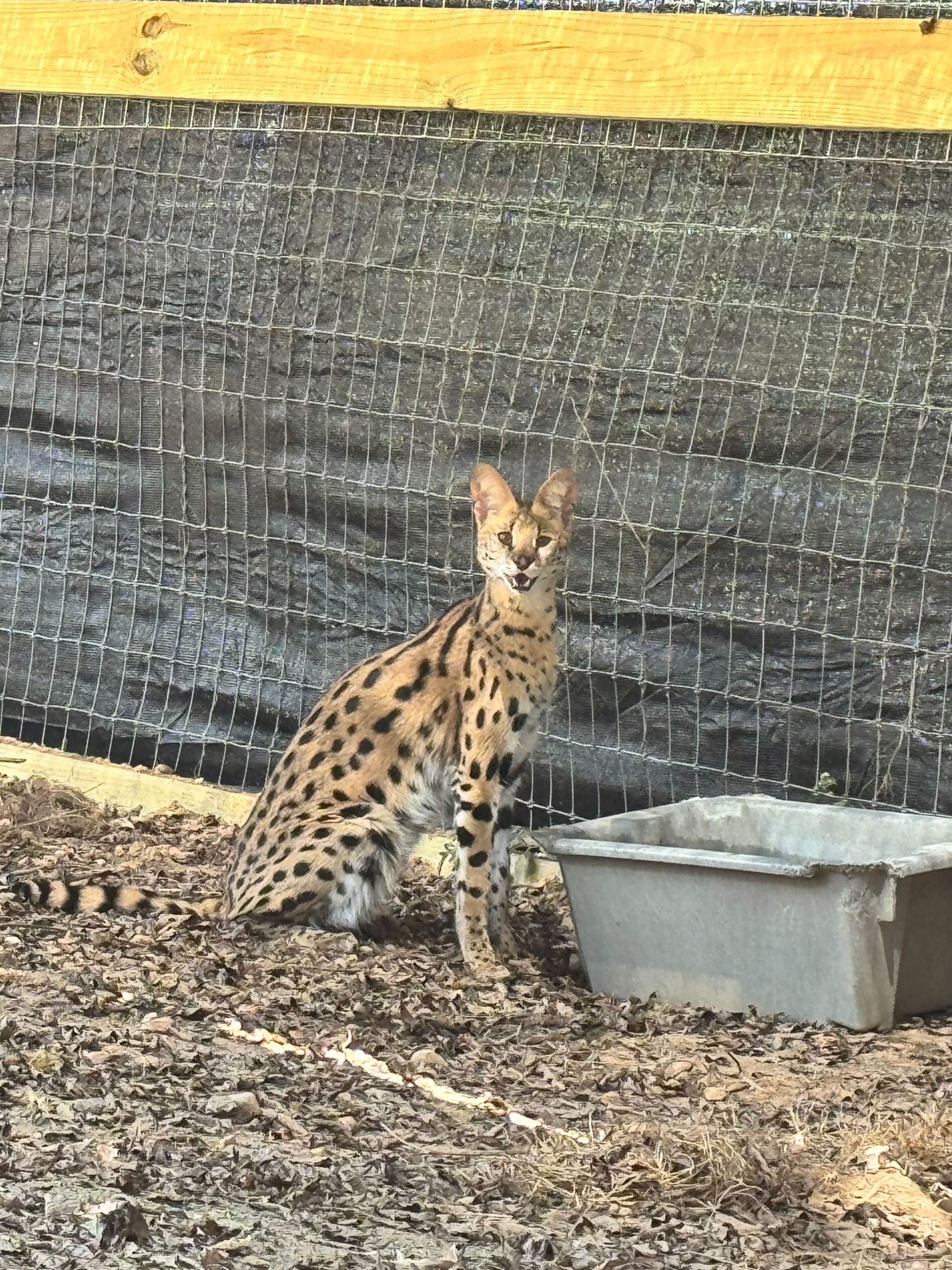 Animal Gallery | Cedarhill Animal Sanctuary