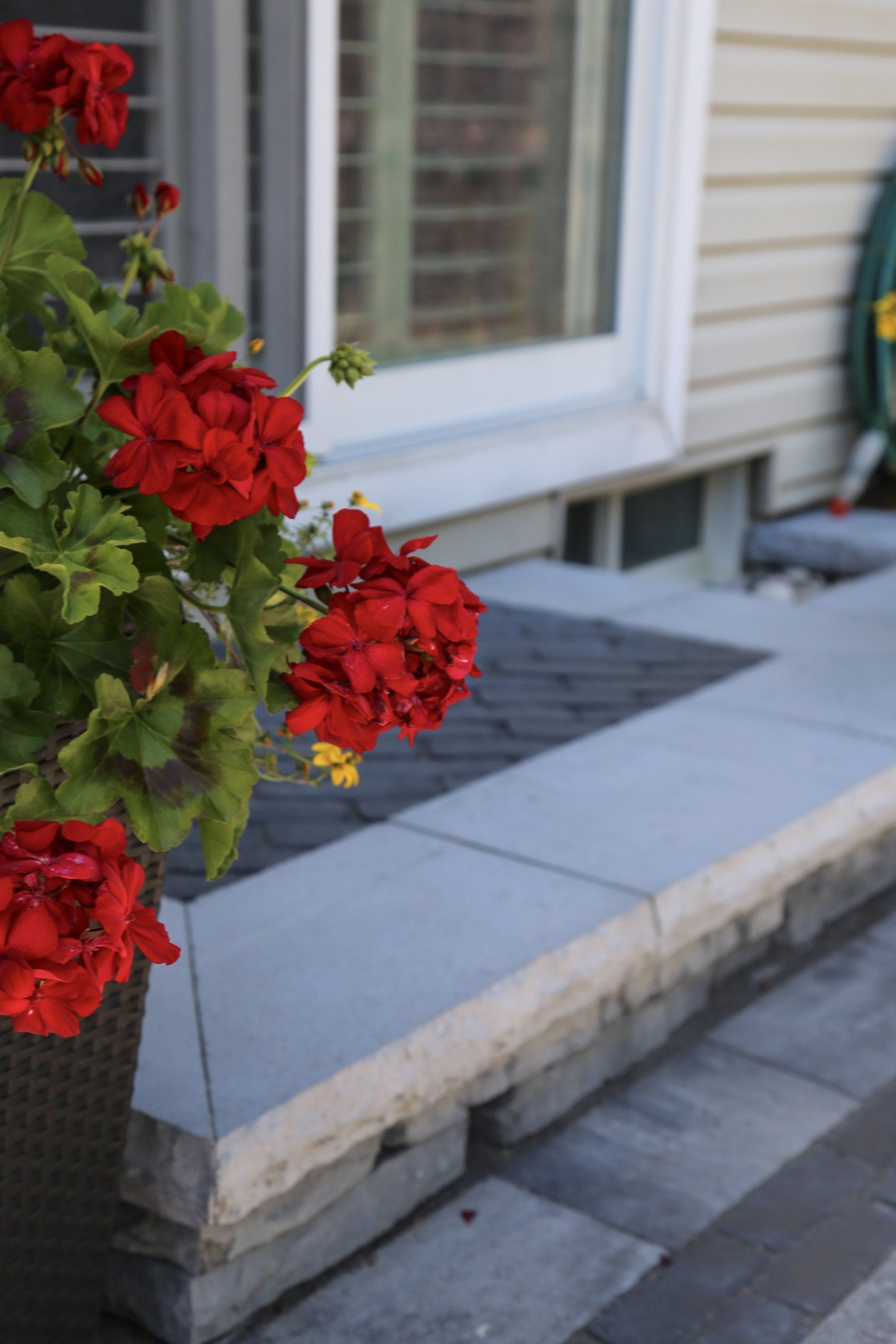 A potted plant with red flowers is on a sidewalk in front of a house.