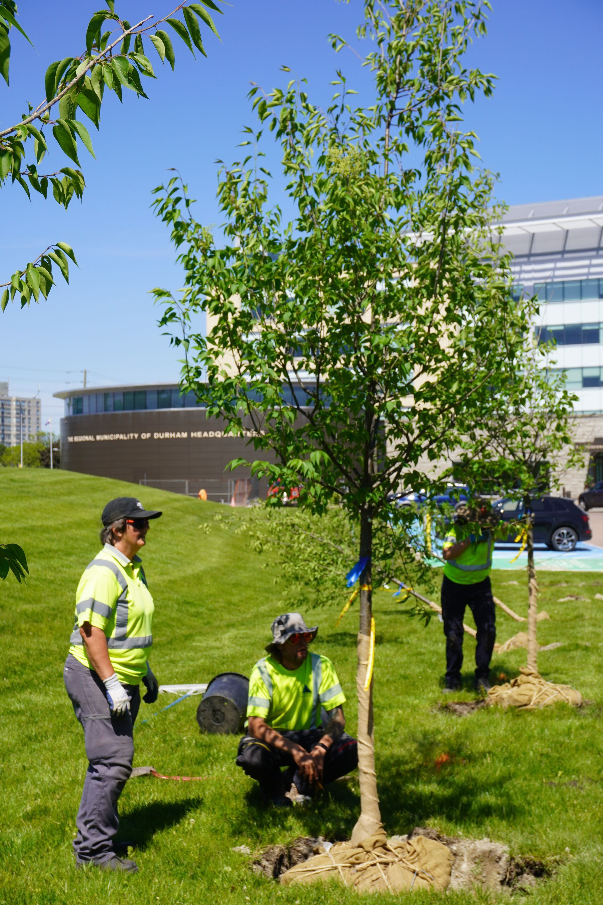 A group of people are planting trees in a park.
