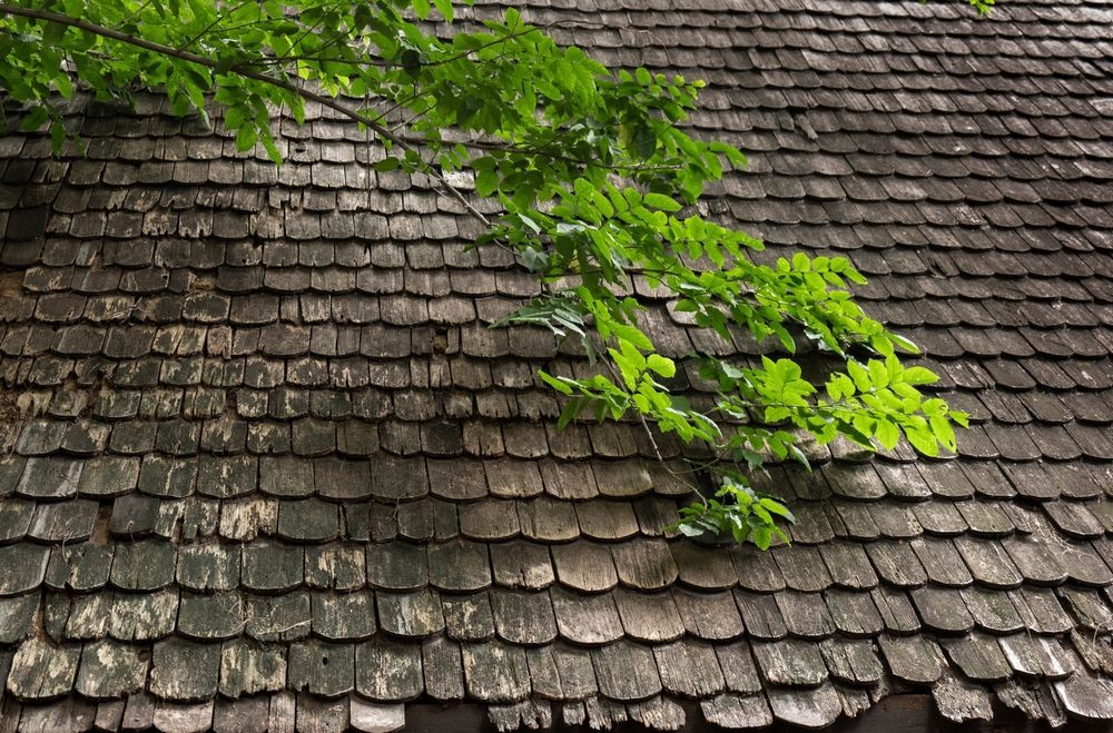 Green leaves growing through a weathered brown shingle roof