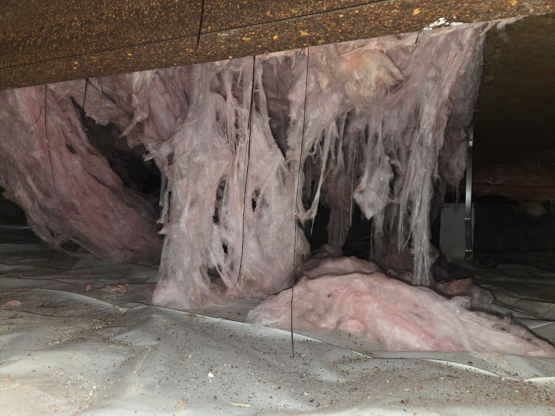 Hanging pink and white fibrous material under a ceiling over a dusty floor, like insulation or a cave formation