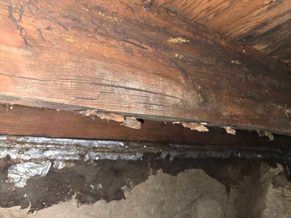 Close-up of damaged wooden beam with dark mold or rot along the edge