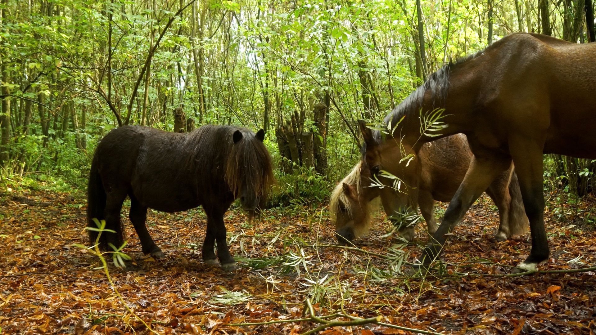 Coachen met paarden Lettelbert