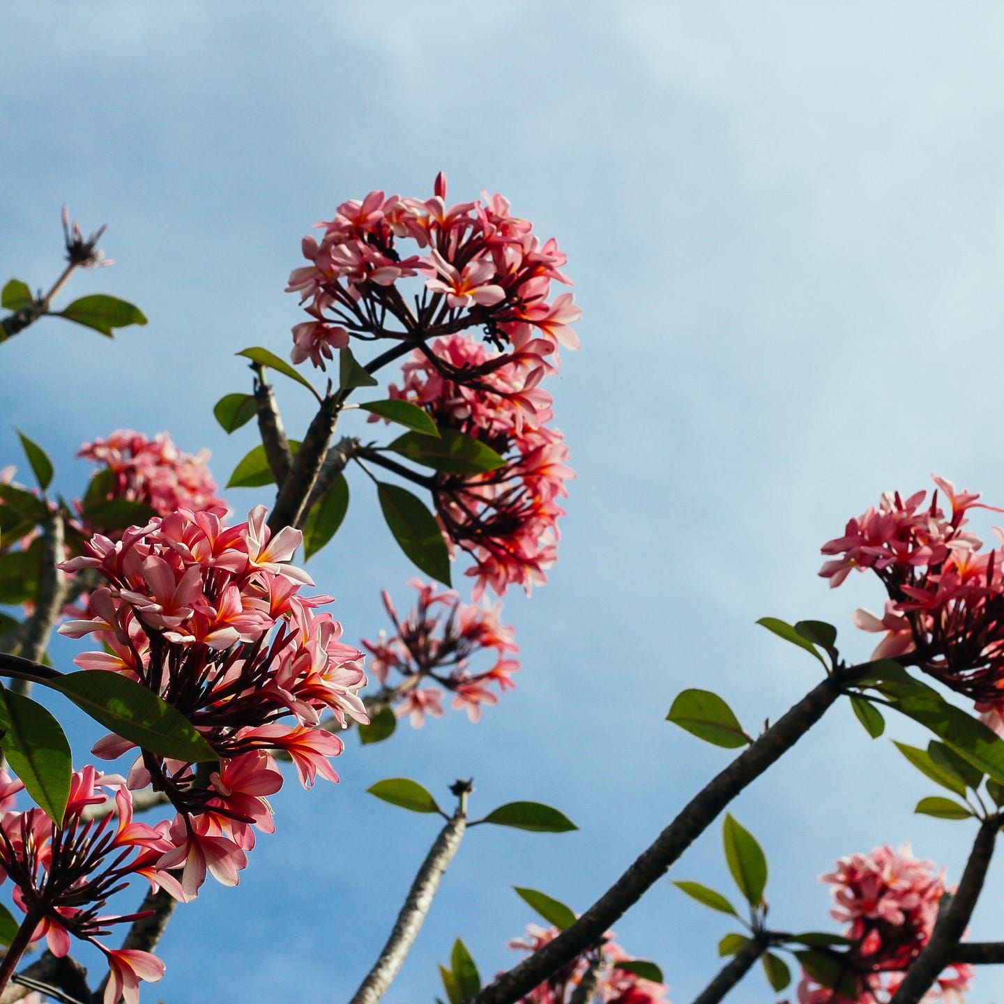 Portugal als Reiseziel erleben für Alleinreisende mit der Blumeninsel Madeira