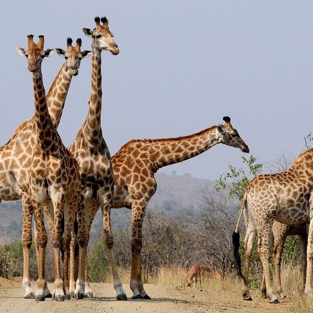 Eine Gruppe Giraffen in einer trockenen, grasbewachsenen Landschaft mit ein paar Bäumen und hellblauem Himmel.