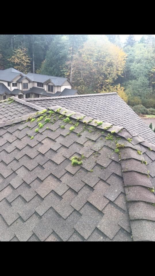 Roofing tiles prior to getting residential pressure washing service.