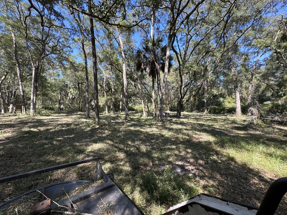 Wooded park with tall trees and dappled sunlight, seen from a bench or picnic table edge