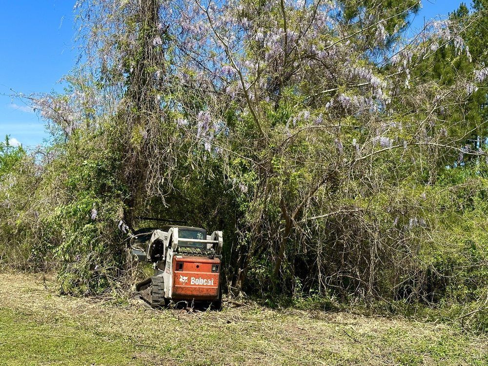 Orange Bobcat skid steer clearing brush beside dense trees under a blue sky.