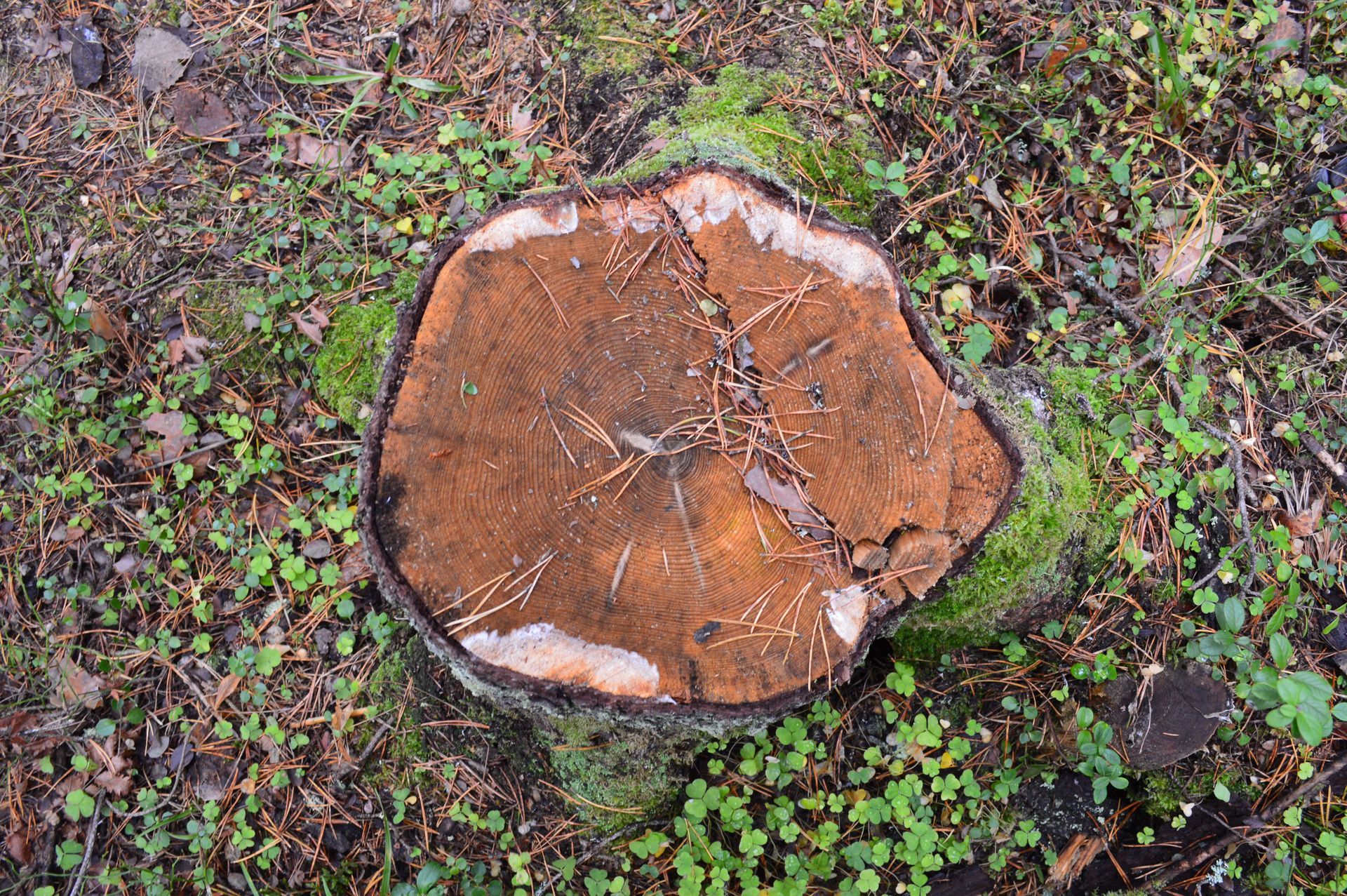 Freshly cut tree stump with orange-brown rings, surrounded by green ground cover.
