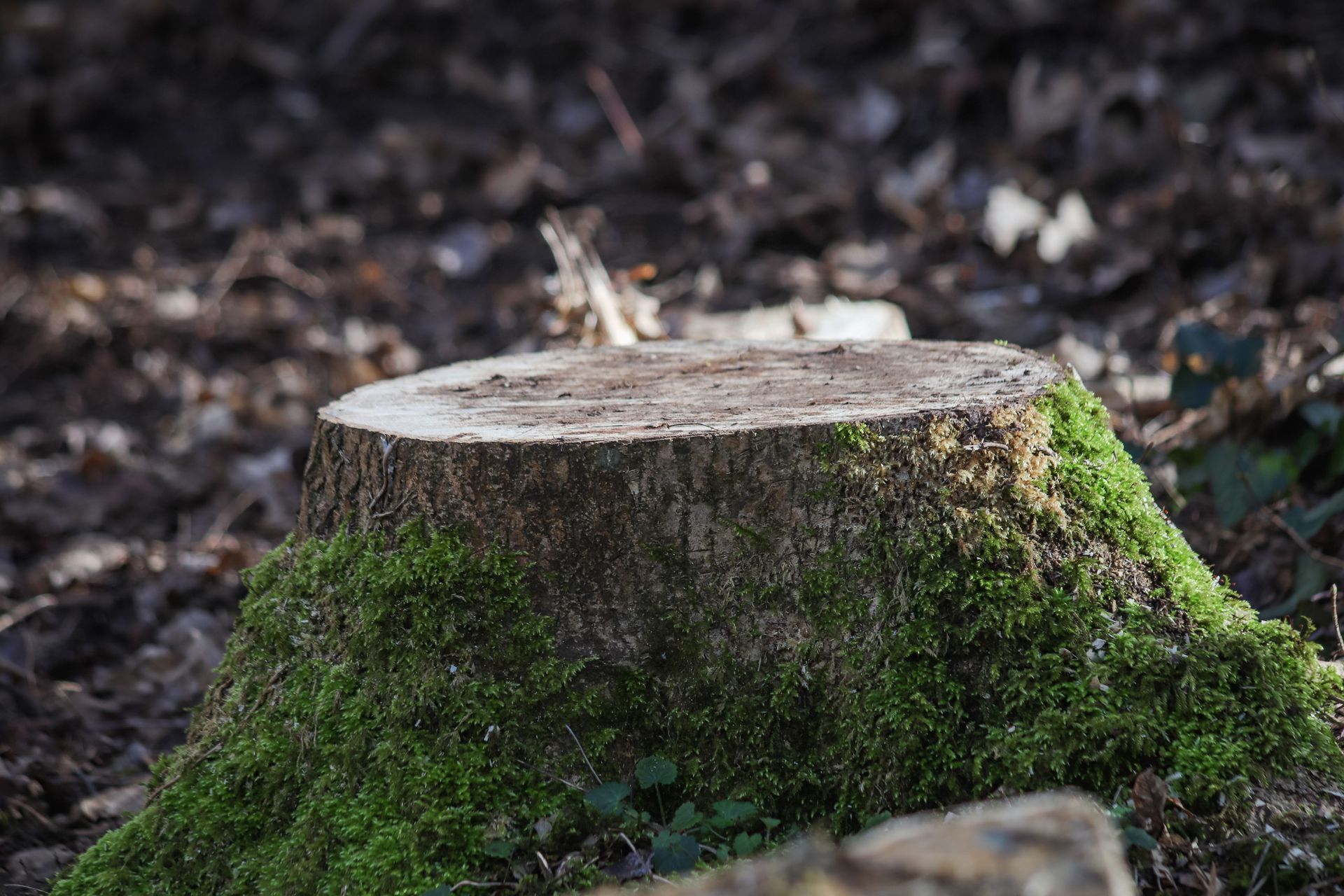 Moss-covered tree stump in a forest floor close-up