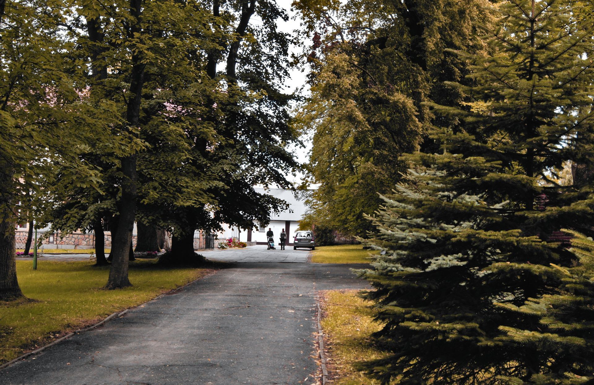 Tree-lined gravel path in a park, with evergreen trees and water visible in the distance.