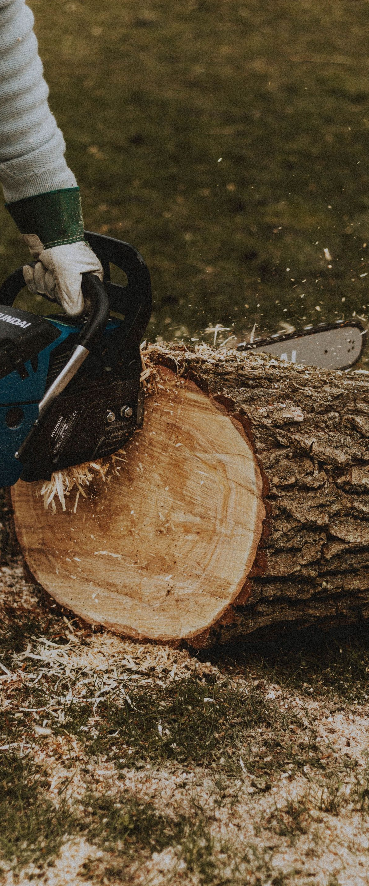 Chainsaw cutting through a large log outdoors, with wood chips flying.
