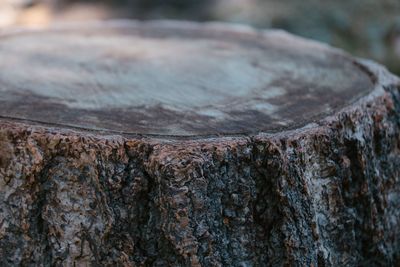 Close-up of a weathered tree stump with rough bark and a pale, flat top.