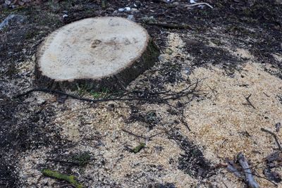 Cut tree stump on a forest floor covered with sawdust, moss, and scattered twigs