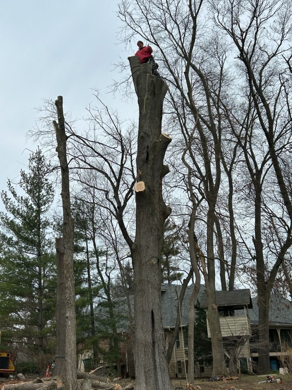 Person in bucket lift trimming tree branches with a chainsaw.