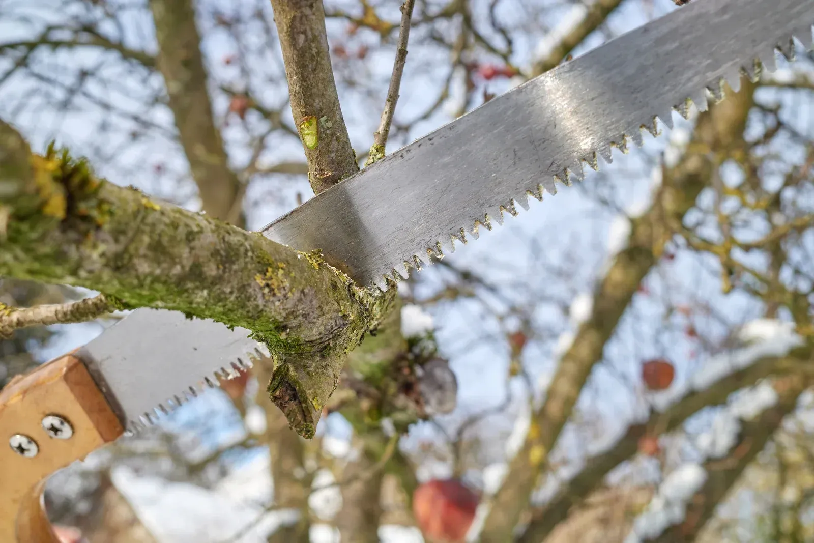 Arborist in safety gear using a chainsaw to cut a tree limb, high in a tree.