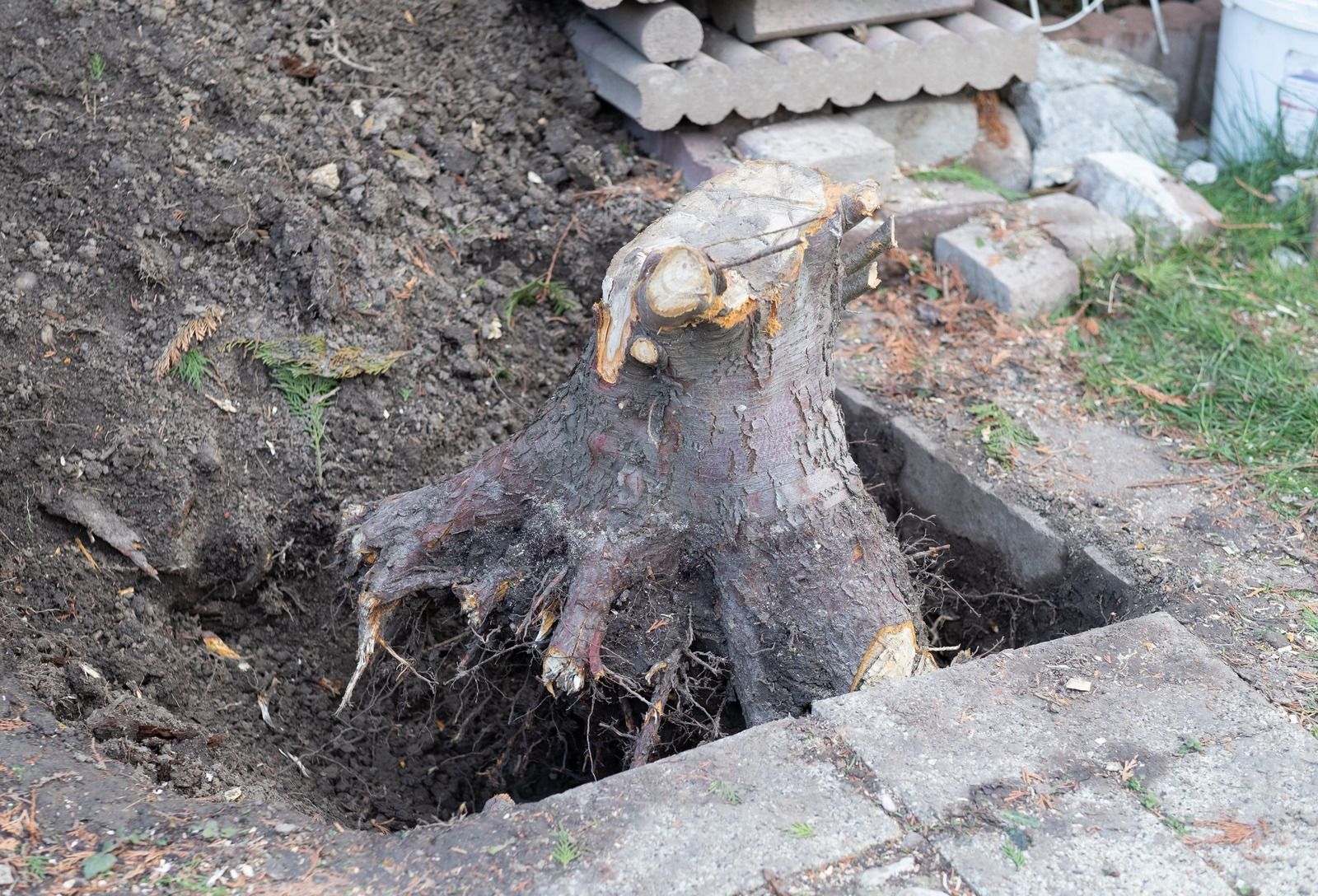 Tree stump with exposed roots in a dug-out hole, near concrete blocks and a gray patio.