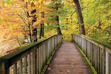 A wooden bridge in the middle of a forest surrounded by trees with yellow leaves.