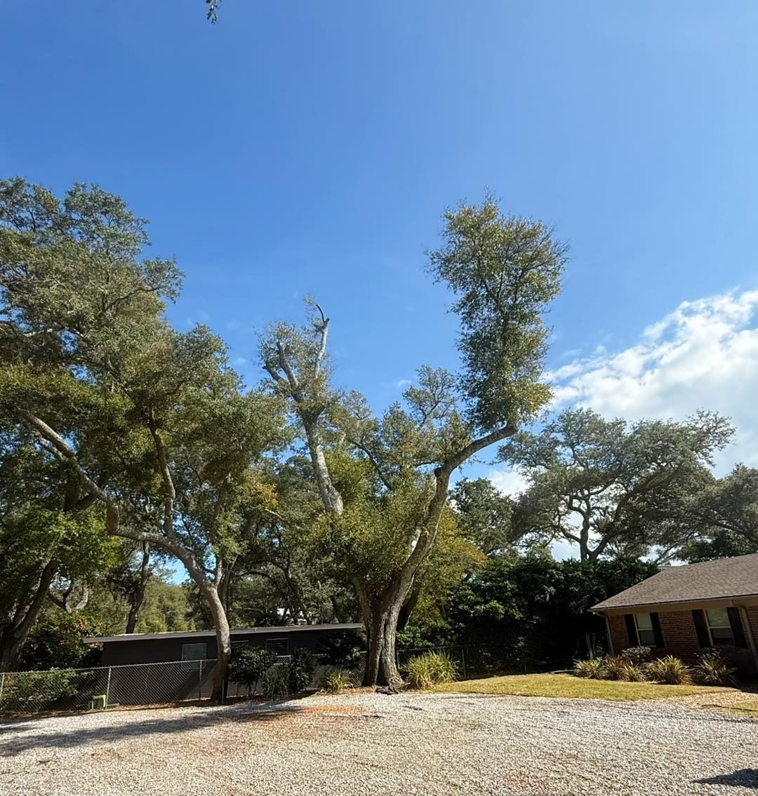 Dempsey's Tree & Land Development LLC 1