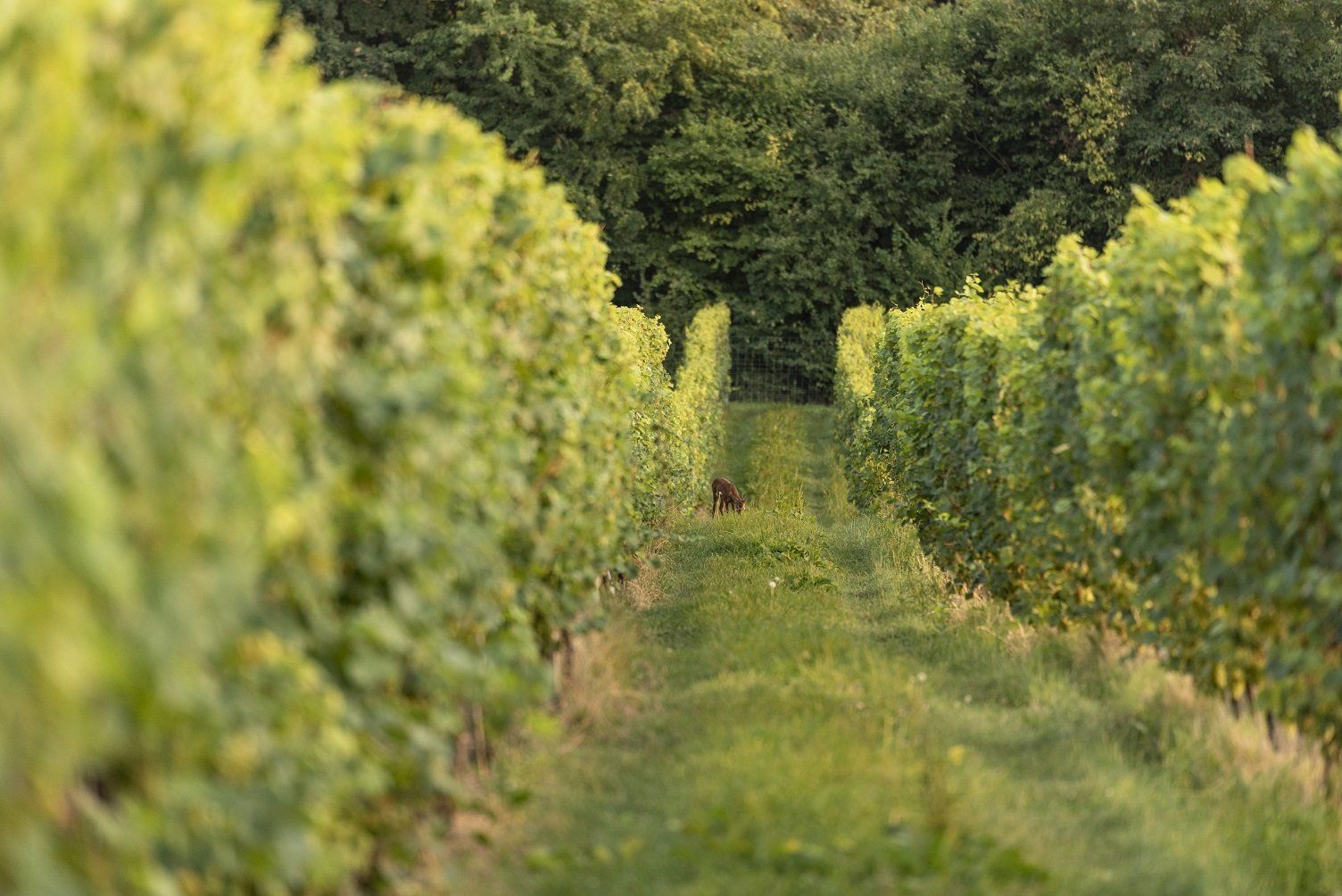 Weinberge