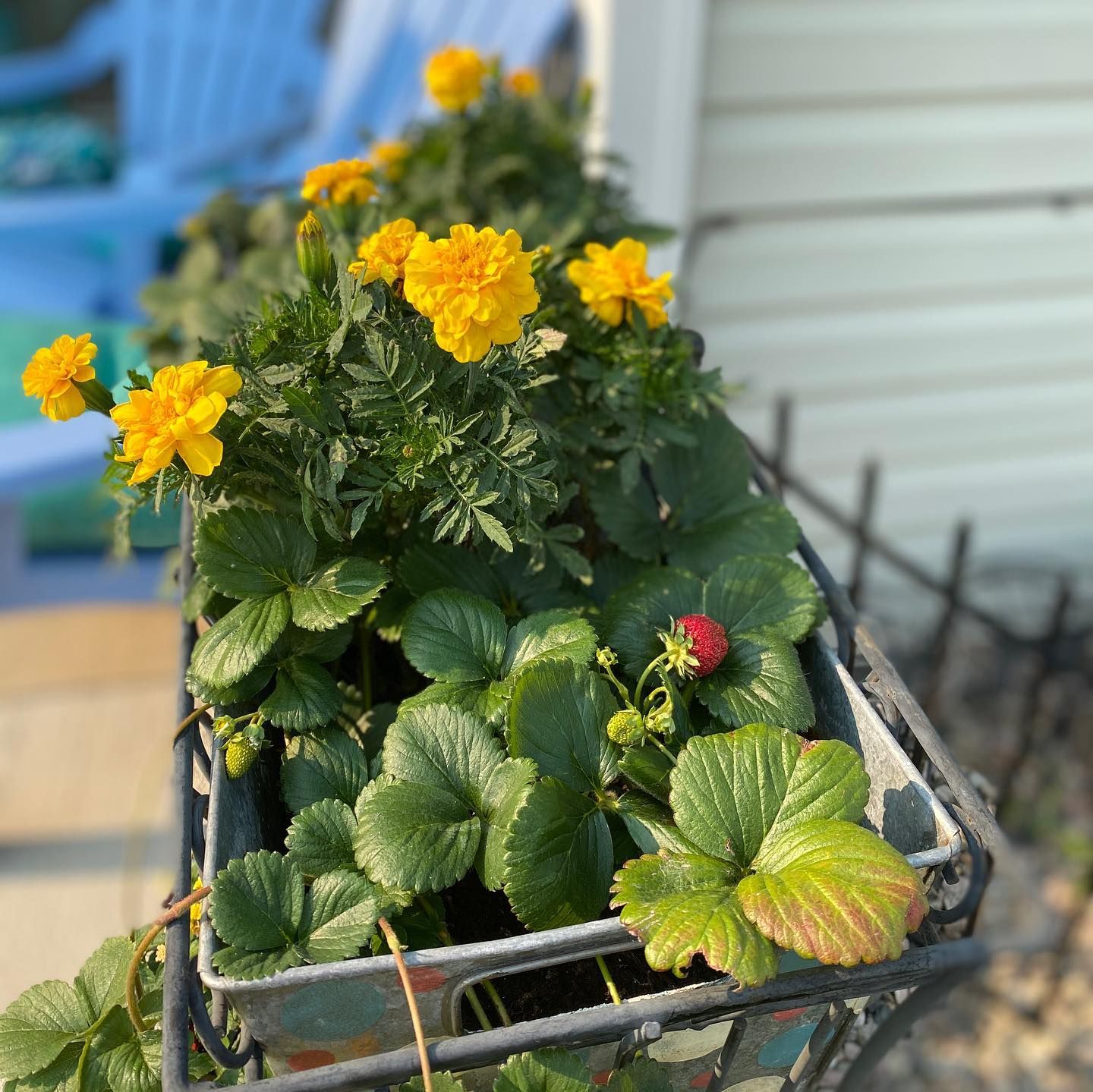 Potted yellow flowers and green foliage in a wire planter on a sunlit porch