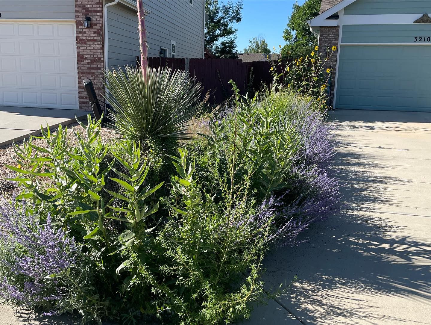 Front yard landscaping with dense green shrubs beside a driveway and two garage doors