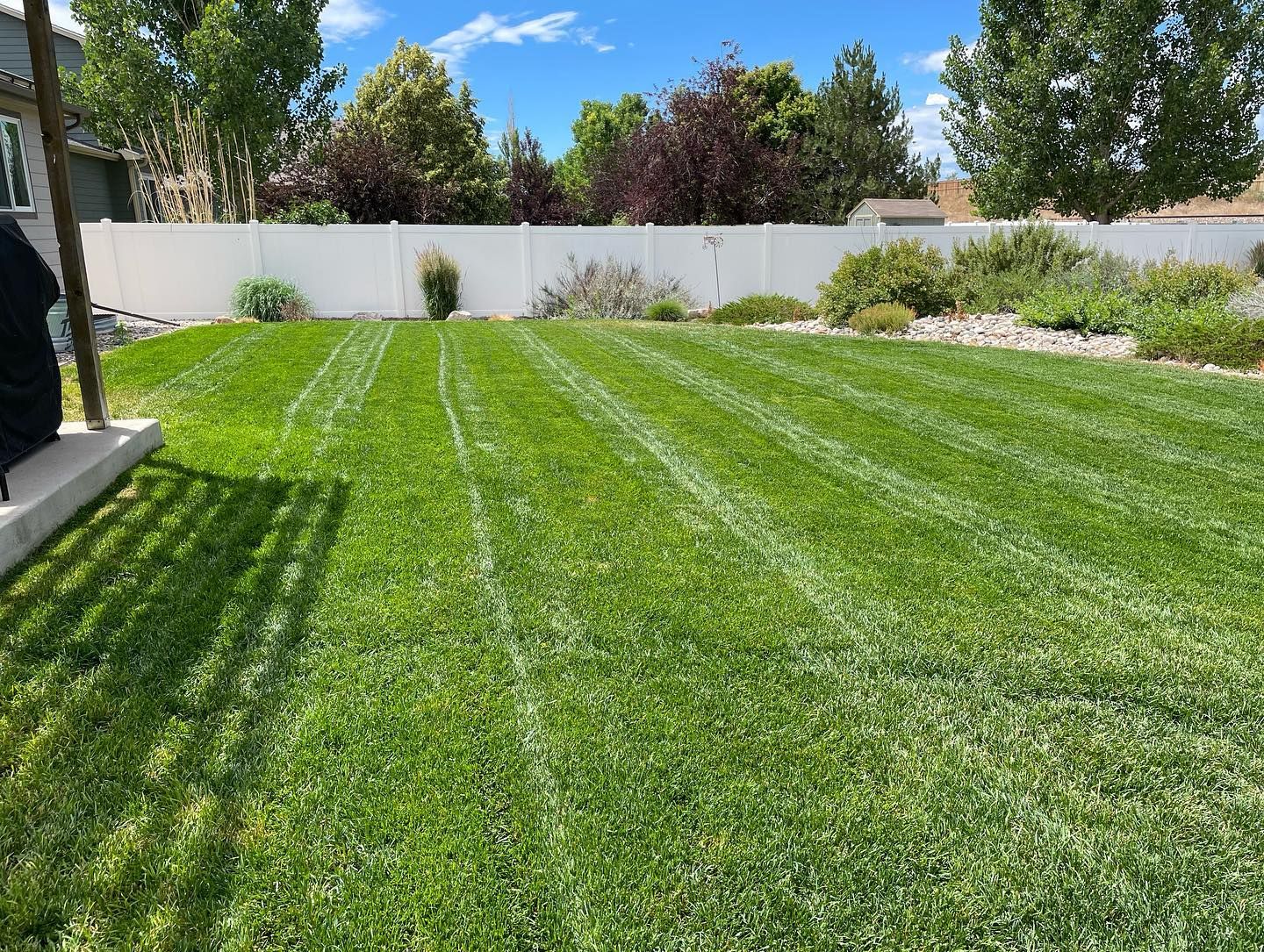 Sunny backyard with a freshly mowed green lawn, white fence, and shrubs under a blue sky.