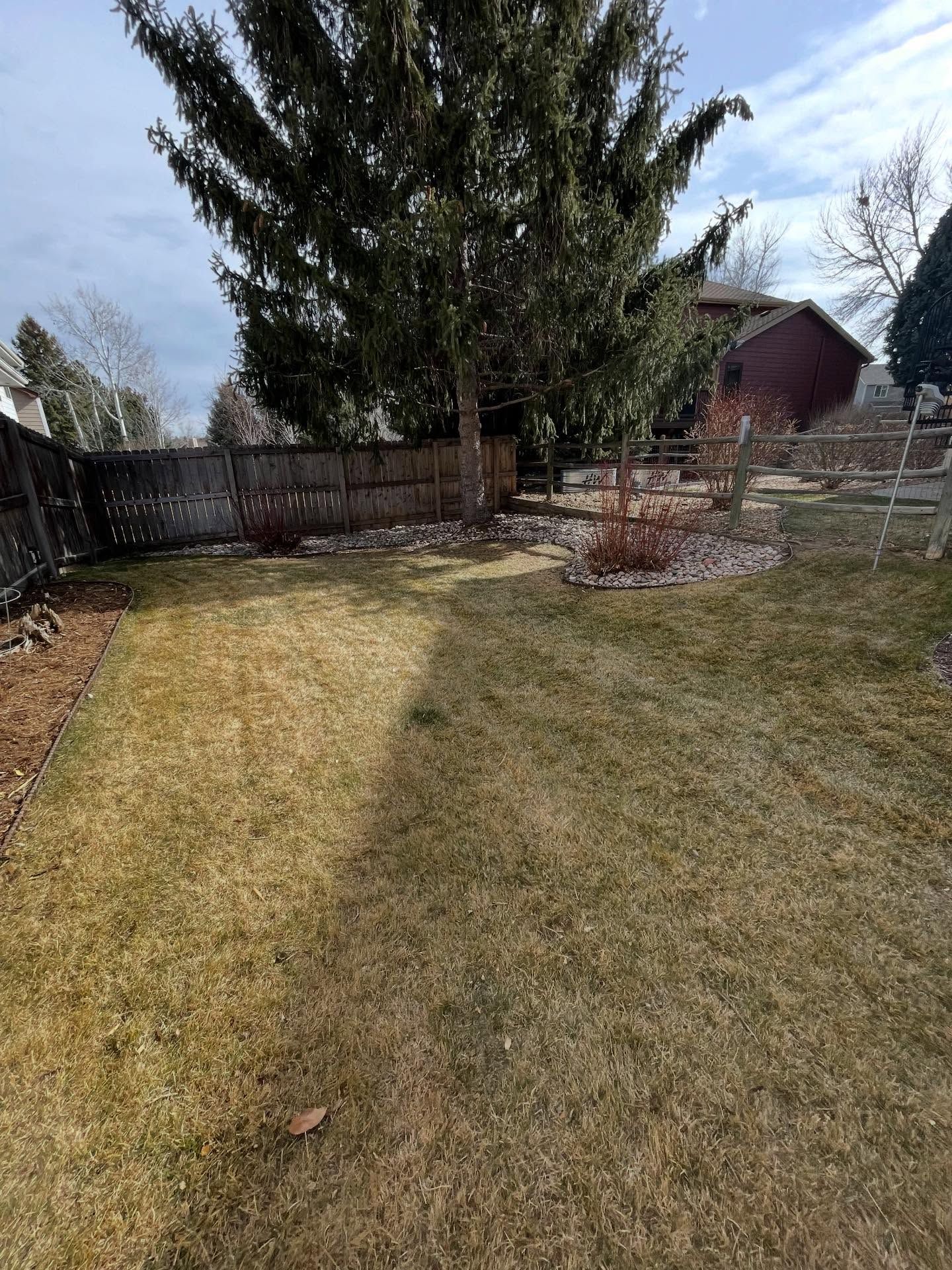 Backyard with a large evergreen tree, lawn, fence, and a small garden bed on a sunny day
